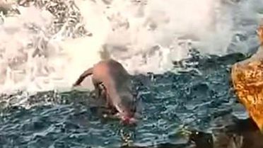 Düzce'de Su Samuru Balık Avladı