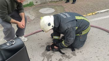 Yangında Bayılan Kediye Kalp Masajı