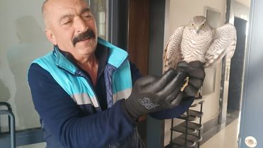 Temizlik Görevlisi Atmacayı Kurtardı