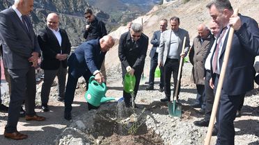 Artvin'de Butko Zeytini Üretimi Artıyor