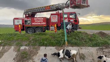 Batman'da İki İnek Kurtarıldı