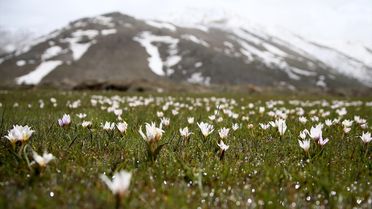 Baharı Müjdeleyen Çiğdemler