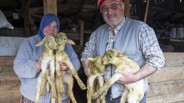 Bolu'da Dördüz Kuzu Sevinci