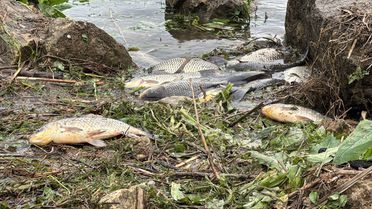 Büyükçekmece Gölü'nde Sazanlar Mahsur Kaldı