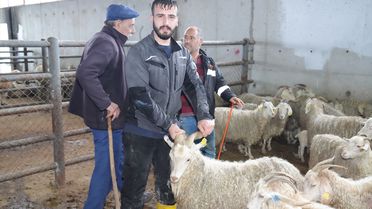 Çubuk'ta Kurbanlık Satışları Başladı