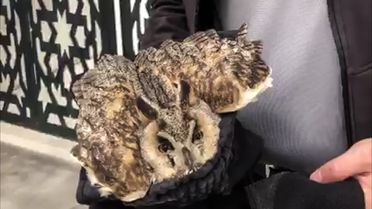 Elazığ'da Yaralı Baykuş Tedavi Ediliyor