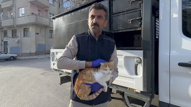 Yaralı Kedi Doğaya Döndü