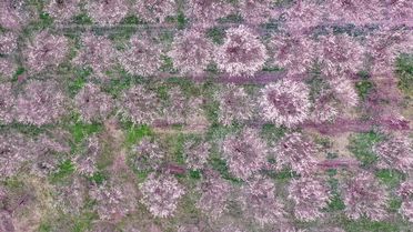 Iğdır'da Kayısı Ağaçları Çiçek Açtı