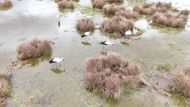 Leylekler Aksu'ya Geldi
