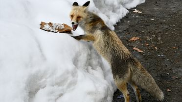 Kars'ta Kızıl Tilki Ekmek Aradı