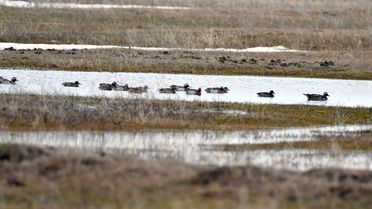 Sarıkamış'ta Göçmen Kuşlar Görüldü