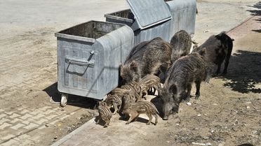 Yaban Domuzları Kuşadası'na İndi
