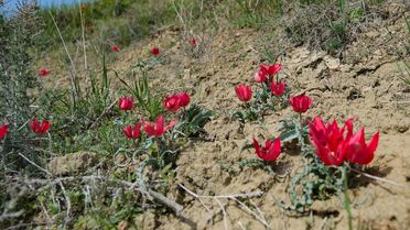 Mut'ta Dağ Laleleri Arılara Besin Kaynağı Oldu