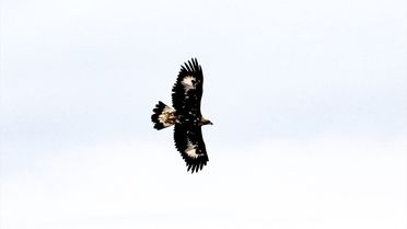 Kaya Kartalı Iğdır'da Görüntülendi