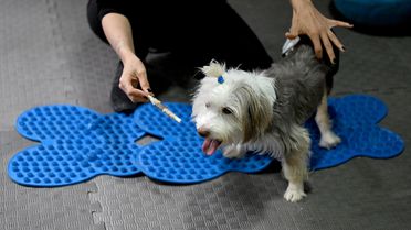 Yumoş'un Tedavi Süreci Umut Veriyor