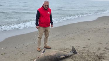 Alaçam'da Ölü Yunus Bulundu