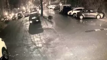 Sarıyer'de Domuzlar Hastane Bahçesine Kadar İndi