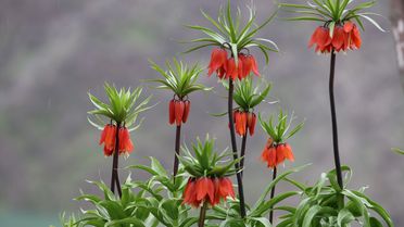 Uludere'de Ters Laleler Baharı Karşıladı
