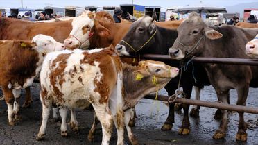 Şarkışla'da Hayvan Pazarı Yoğunluğu