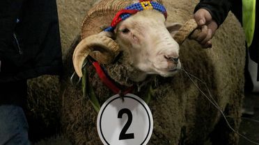 Tekirdağ'da Damızlık Koç Yarışması