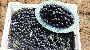 Şarköy Zeytinyağı'na Coğrafi İşaret Tescili