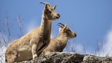 Munzur Vadisi'nde Yaban Hayatı Gözlemlendi