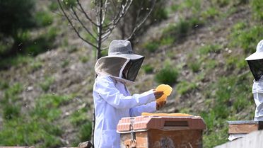 Türkiye Arıcılık Olimpiyatları'na Ev Sahipliği Yapacak