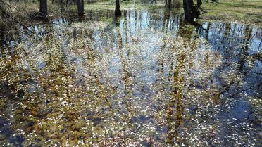 Kızılırmak Deltası'nda Bahar Canlanması