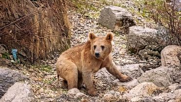 Çukurca'da Aç Kalan Ayılar Köye İndi