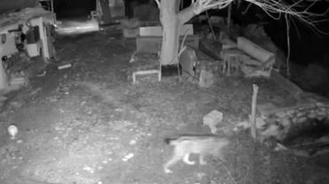 Elazığ'da Aç Kalan Vaşak Ev Etrafında