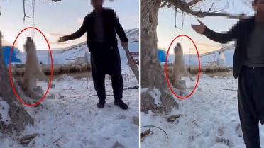 Çok yediği için köpeğini ağaca asıp öldüren şahıs tutuklandı