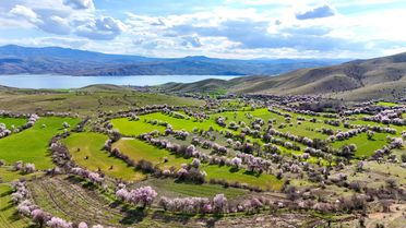 Tunceli'de Badem Ağaçları Çiçek Açtı