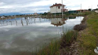 Nisan Yağmurları Zeytin Üreticilerini Sevindirdi