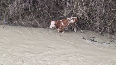 Mudurnu'da Buzağı Kurtarıldı
