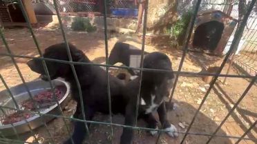 Antalya'da Köpek Üretiminde Cezalar Kesildi