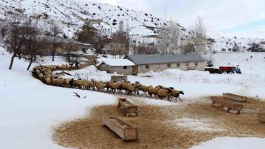 Erzincan'da Küçükbaş Hayvancılığına Destek Projesi Başladı