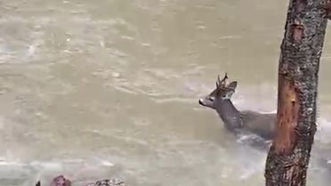 Karaca Şehirden Kaçtı