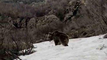 Şemdinli'de Kış Uykusundan Uyanan Ayı Görüntülendi