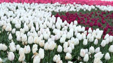 Emirgan Korusu'nda Lale Şöleni