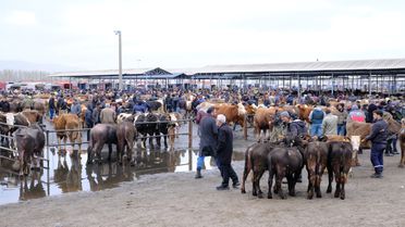 Şarkışla Hayvan Pazarında Yoğunluk Artıyor