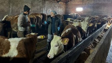 Bayburt'ta Şap Aşılama Kampanyası Tamamlandı