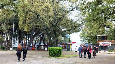 Ören'deki Meşe Ağaçları Yeşermeye Başladı