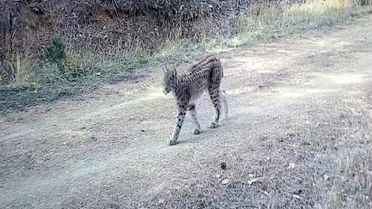 Çankırı'da Vaşaklar Fotokapanla Görüntülendi
