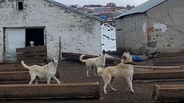 Dronu Fark Eden Çoban Köpekleri Havladı