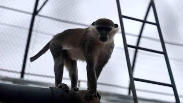 Denizli'de yakalanan maymun Konya'da hayvanat bahçesine teslim edildi