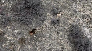 Refahiye'de Ayılar Baharı Karşıladı