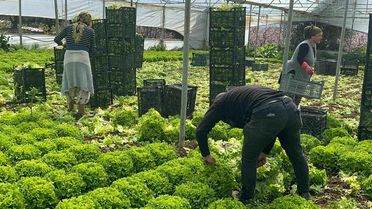 Kıvırcık Marul Fiyatları Yükseldi