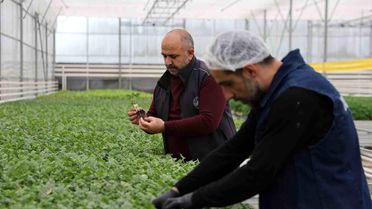 Jeotermal tesiste üretilen çiçekler, kentin renklenmesinde önemli rol alıyor