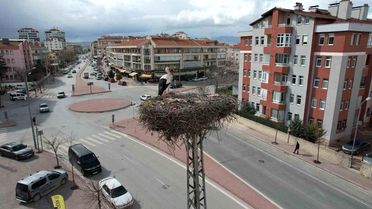 Konya'da Leylekler Yuva Döndü