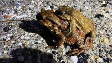 Domaniç'te Kurbağa Göçü Başladı